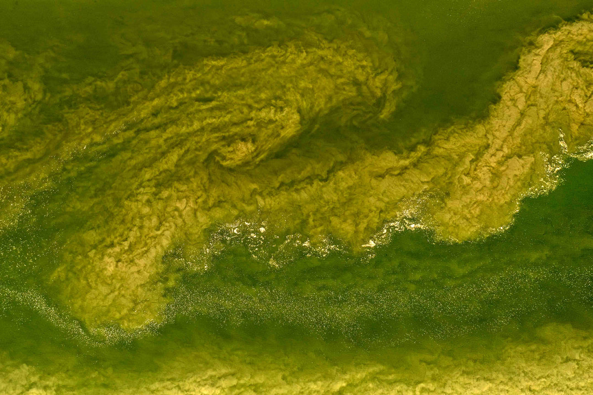 Wadden Sea 5