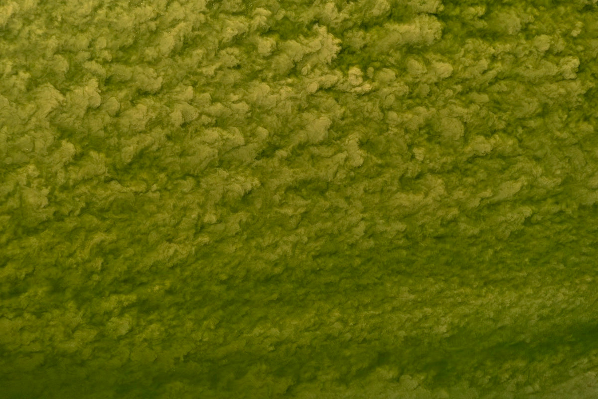 Wadden Sea 6