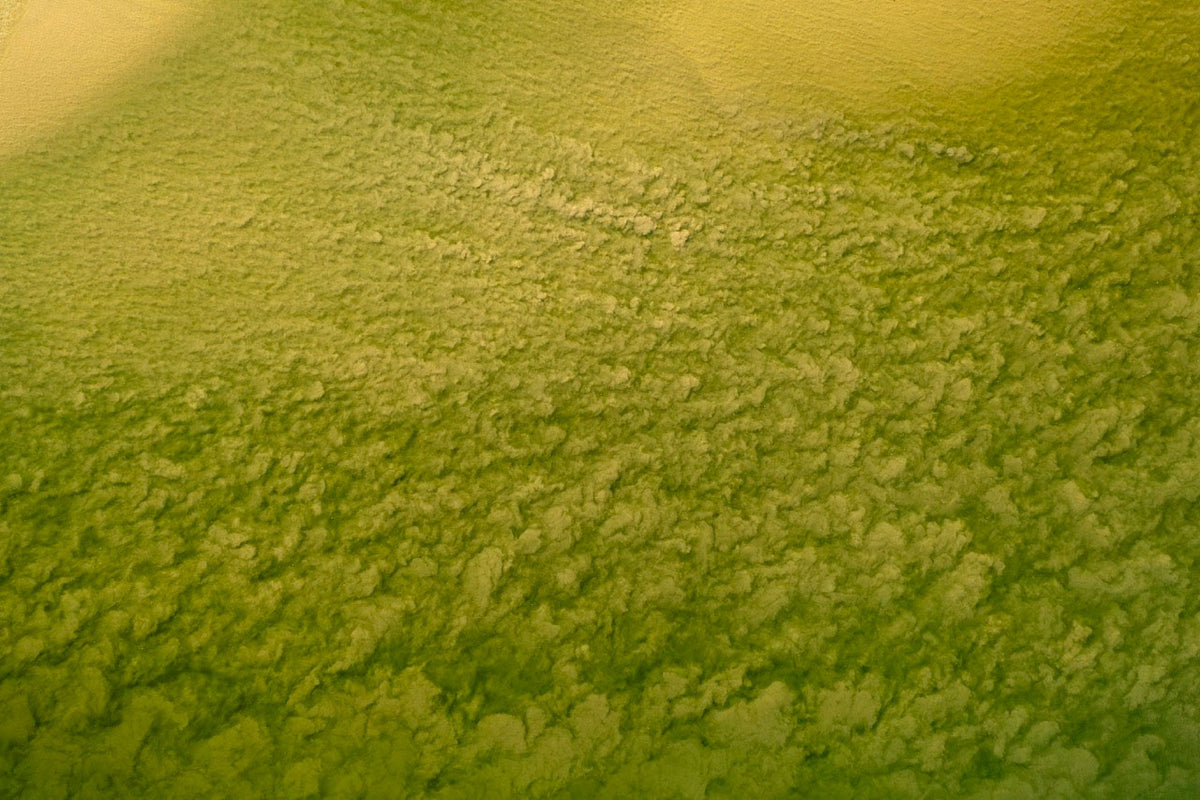 Wadden Sea 8