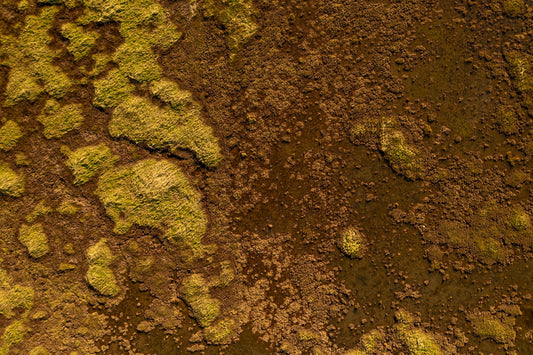 Wadden Sea 18