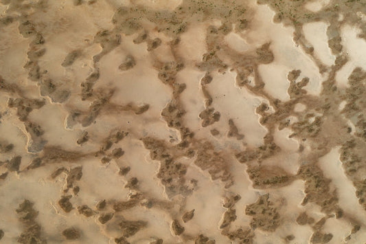 Wadden Sea 22