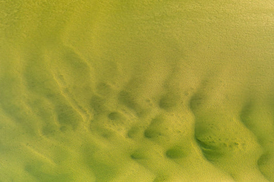 Wadden Sea 4