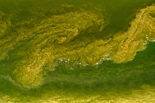Wadden Sea 5