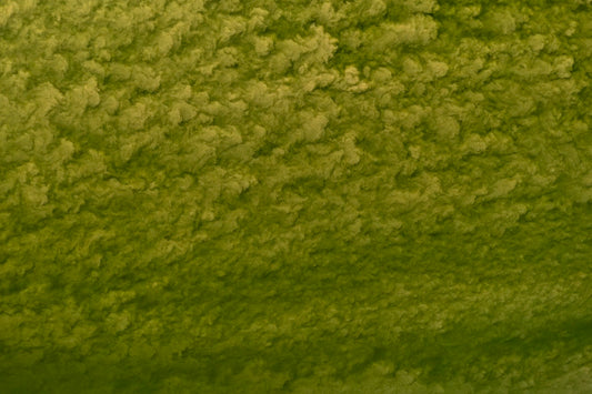 Wadden Sea 6